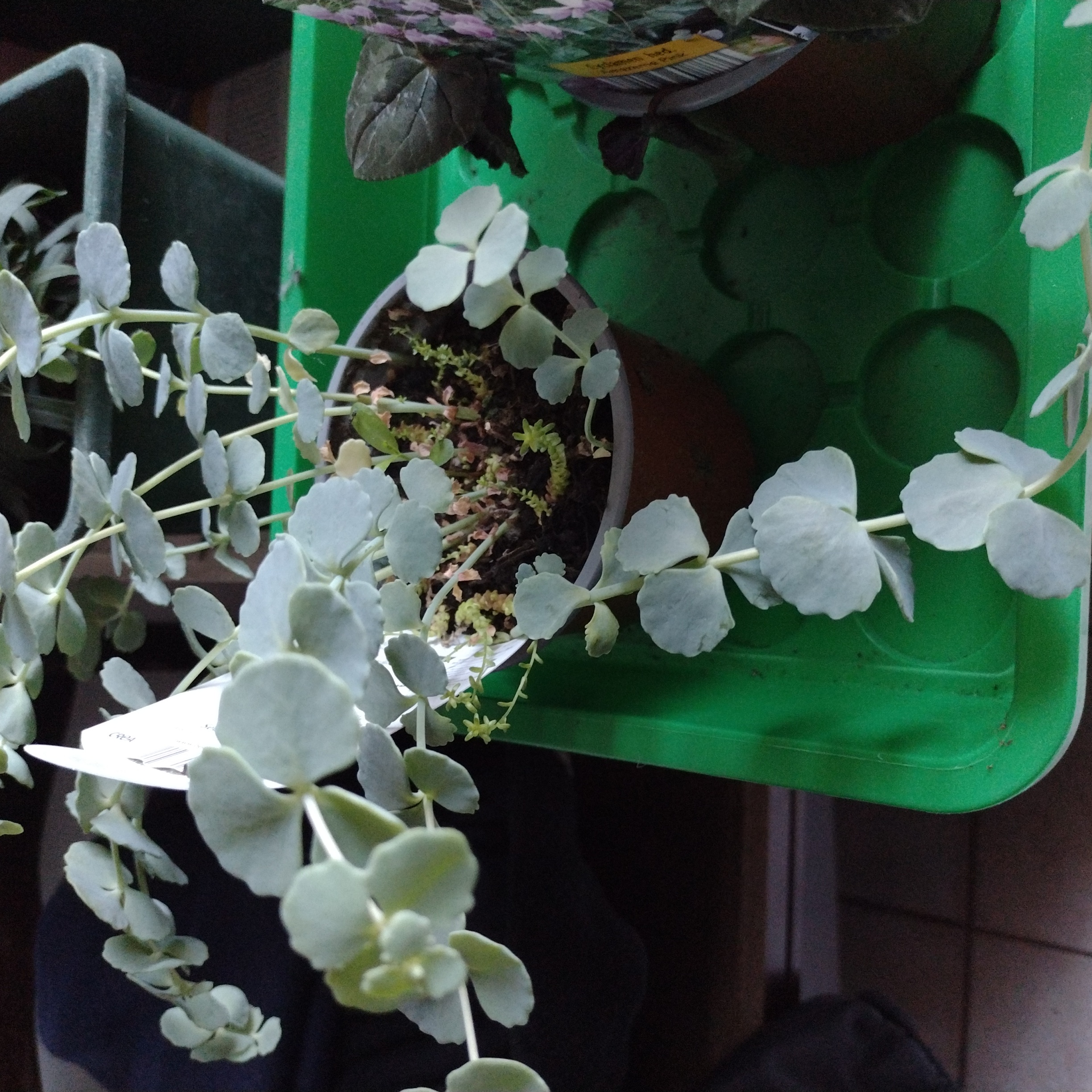 Potted October Daphne plant with pale green leaves, visible soil, and no signs of disease.