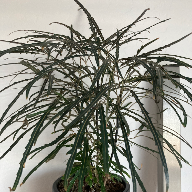 Photo of the plant species Schefflera Elegantissima by @ToughWasabi named Plerandra elegantissima on Greg, the plant care app