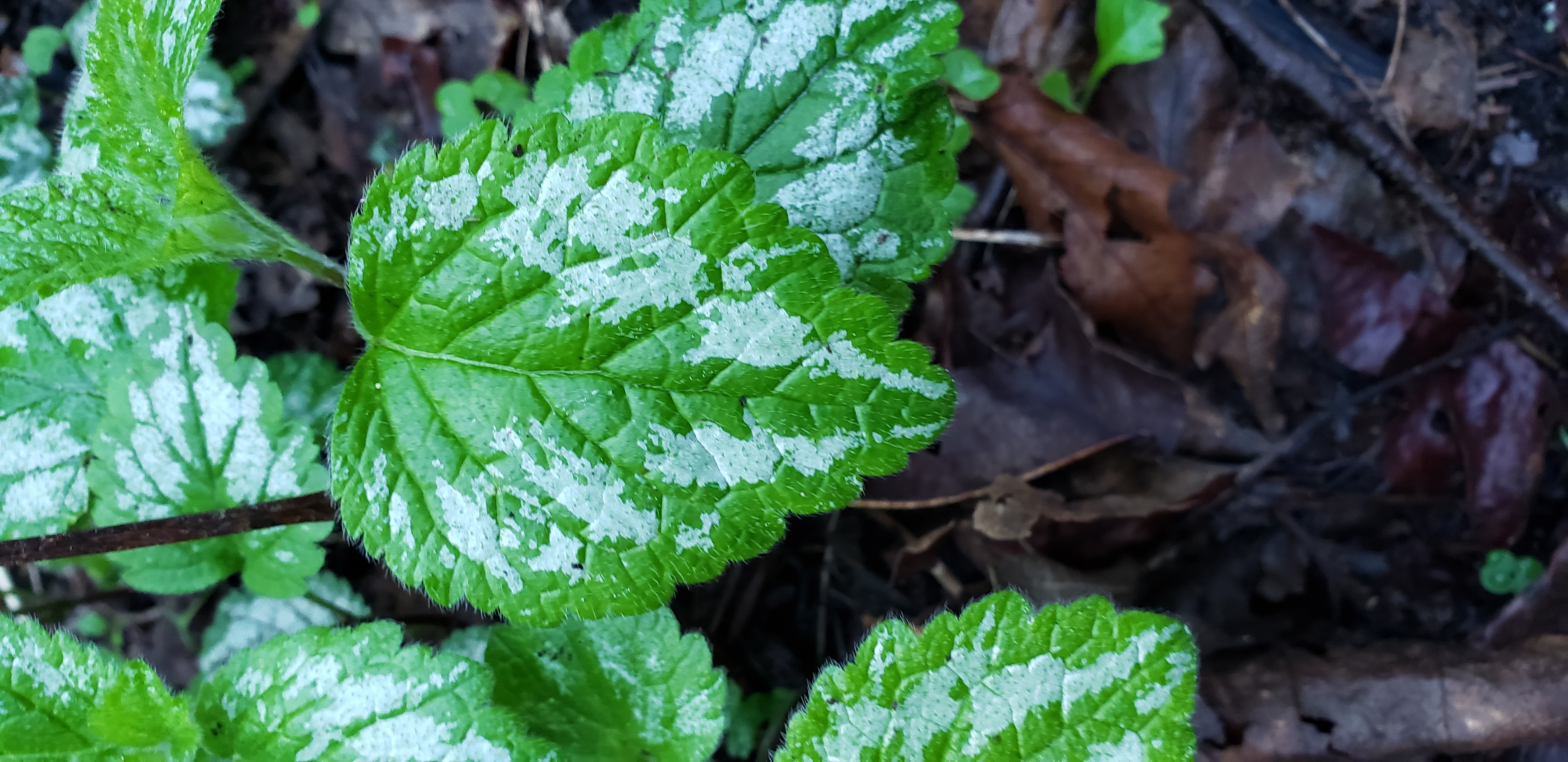 Yellow Archangel plant with green and white variegated leaves, visible soil.