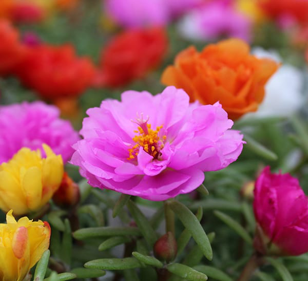 Photo of the plant species Moss Rose Purselane by Nueal named Sahara on Greg, the plant care app