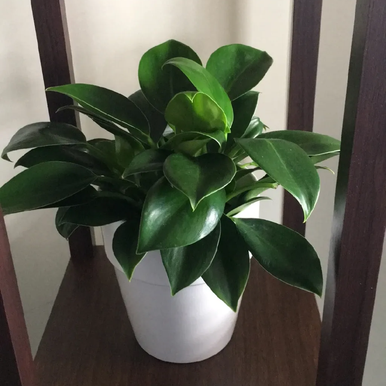 Photo of the plant species Philodendron New Red by @ProfoundAnacua named Rubber Plant on Greg, the plant care app