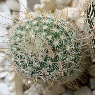 Lace Hedgehog Cactus plant in Somewhere on Earth