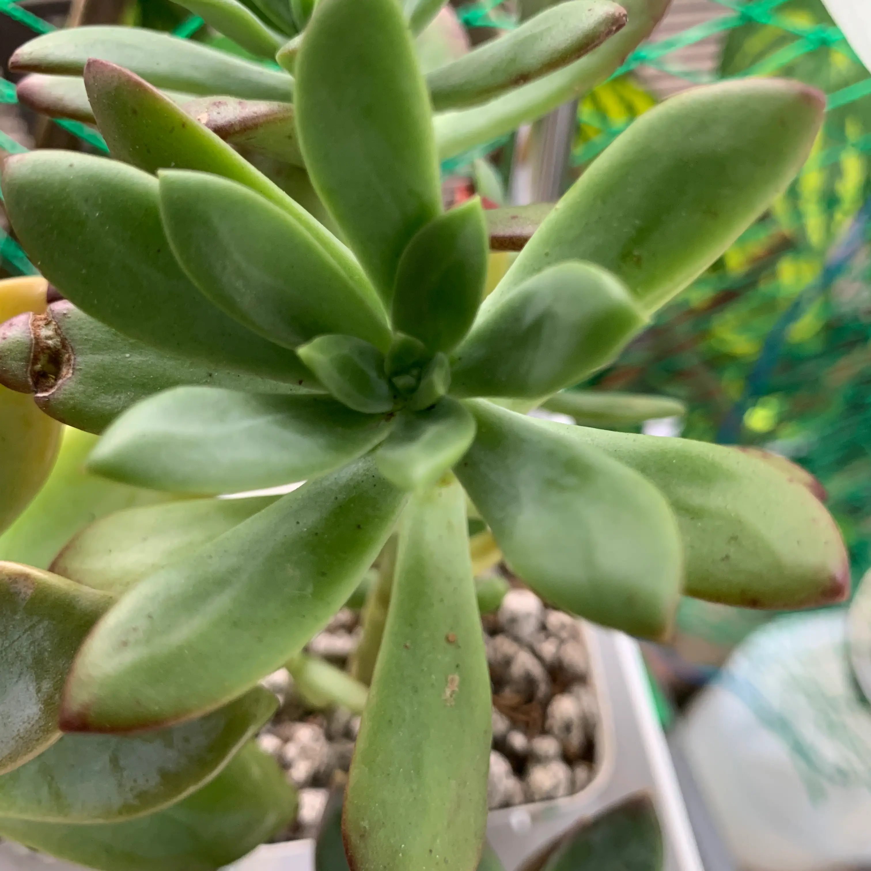 Photo of the plant species Echeveria 'Minibelle' by @ReVillaFel named Mini on Greg, the plant care app