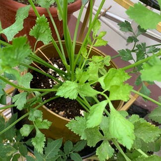 Coriander plant in Somewhere on Earth