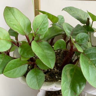Malabar Spinach plant in Somewhere on Earth