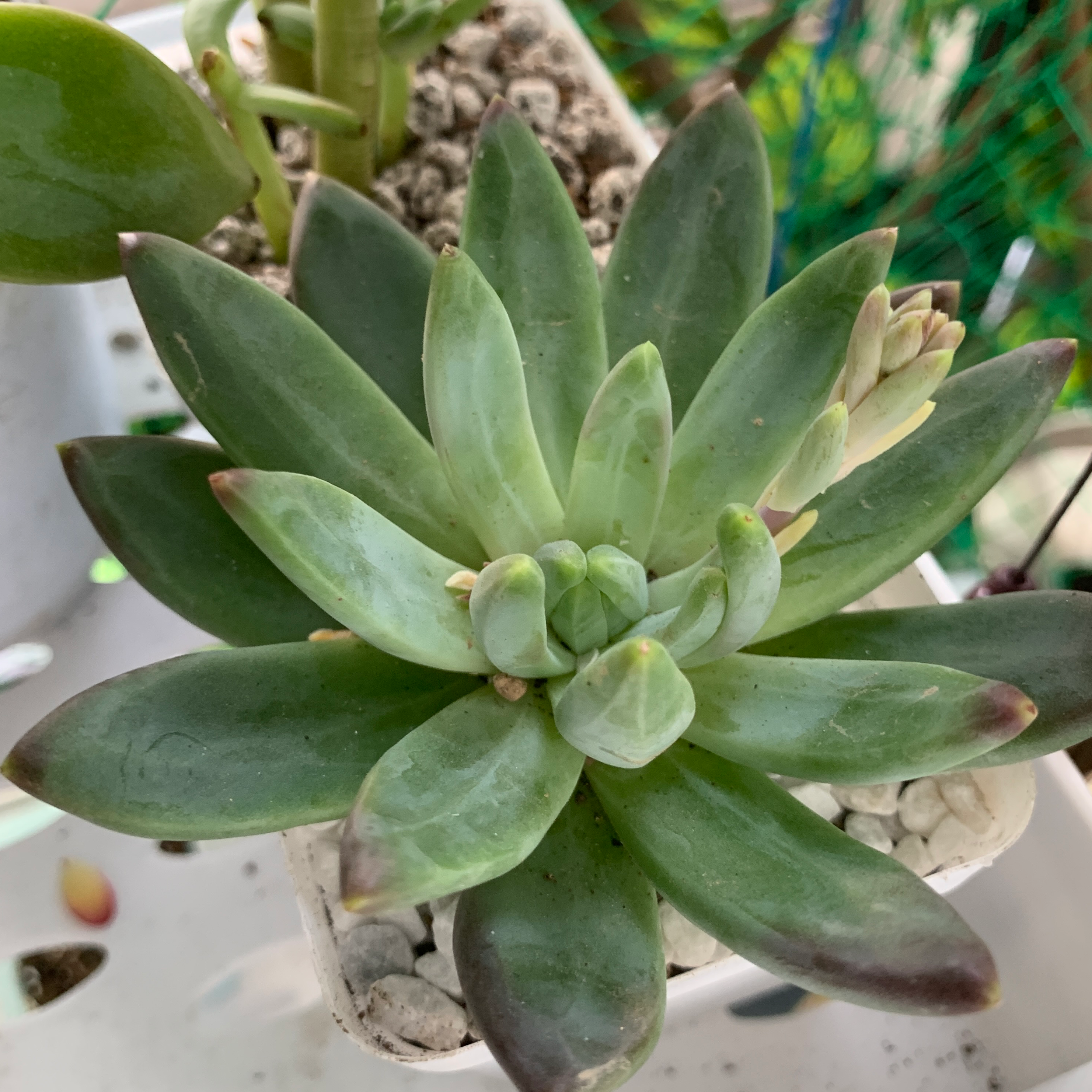 Pachyveria Little Jewel succulent with green leaves in a small pot with visible soil and pebbles.