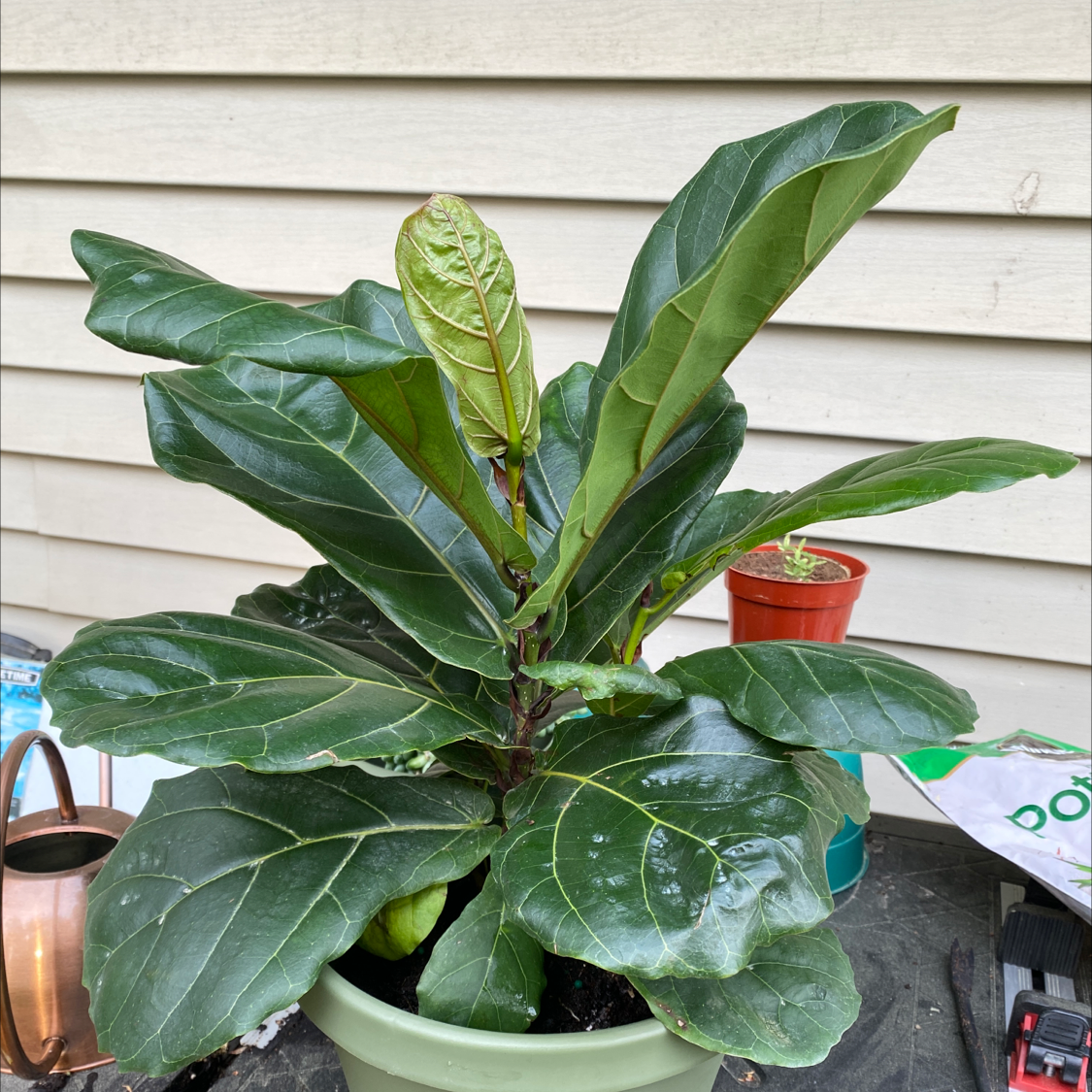 Fiddle Leaf Fig plant photo by @Savannahmmartin named Nicky on Greg, the plant care app.