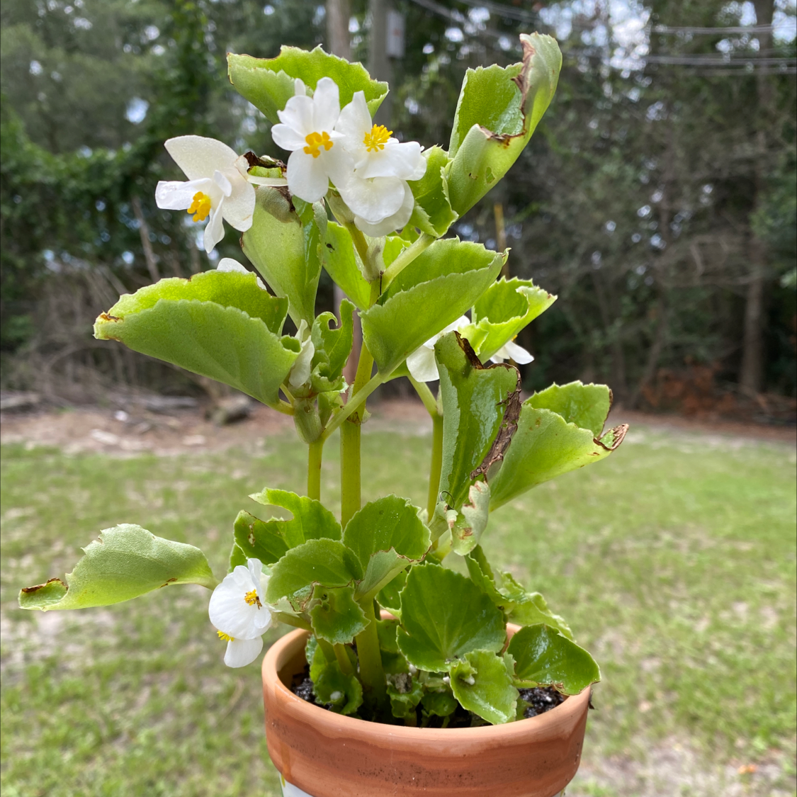 Photo of the plant species Begonia cucullata by @Savannahmmartin named Your plant on Greg, the plant care app