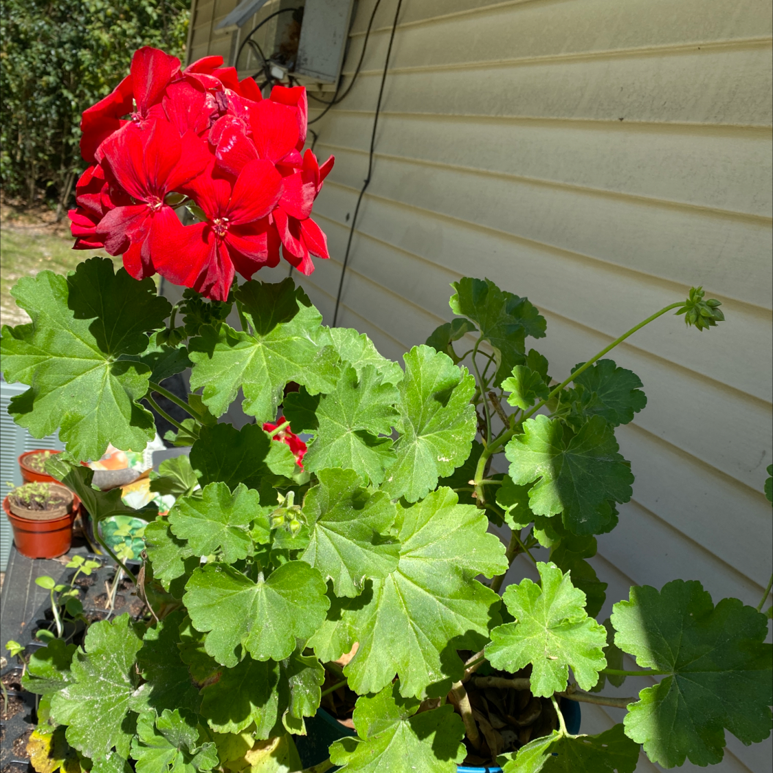 Ivy Geranium plant with vibrant red flowers and lush green leaves in a pot.