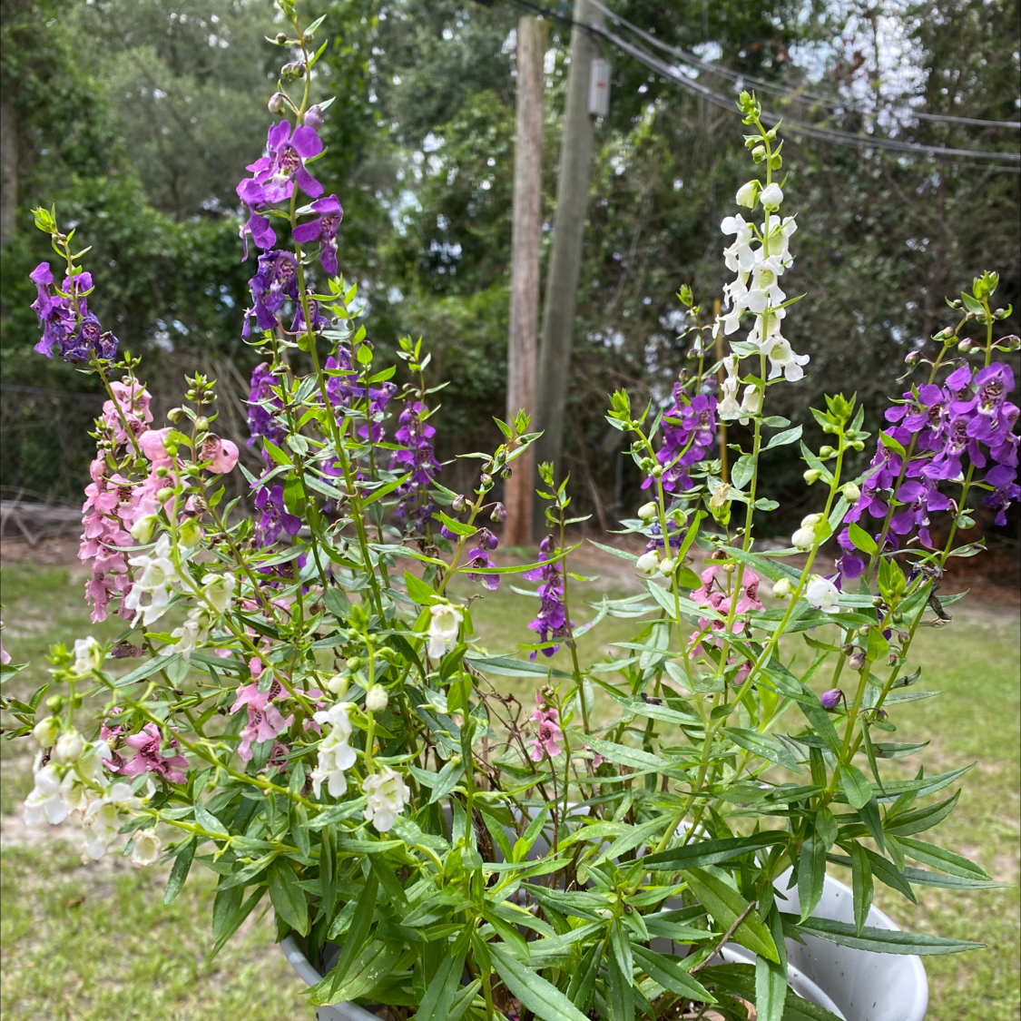 Plant care for Angelonia 'Sundancer Purple' on Greg, the plant care app