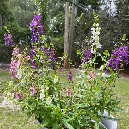 Photo of the plant species Angelonia angustifolia by @Savannahmmartin named Miley on Greg, the plant care app