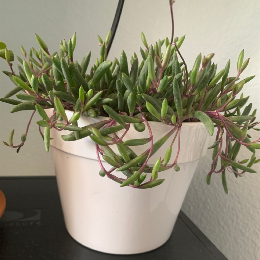 Potted ruby necklace plant with elongated, succulent leaves and reddish stems.