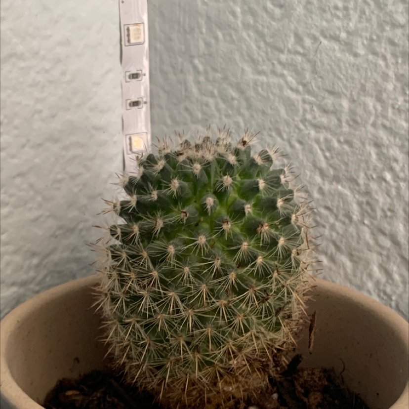 Compass Barrel Cactus in a pot with visible soil, well-framed and in focus.