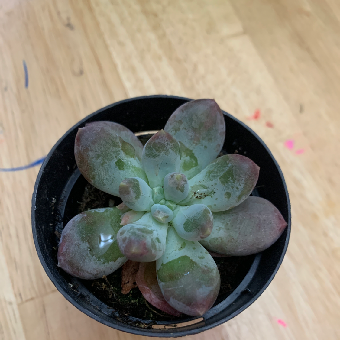 Pachyphytum 'Starburst' succulent in a black pot with some leaf discoloration.