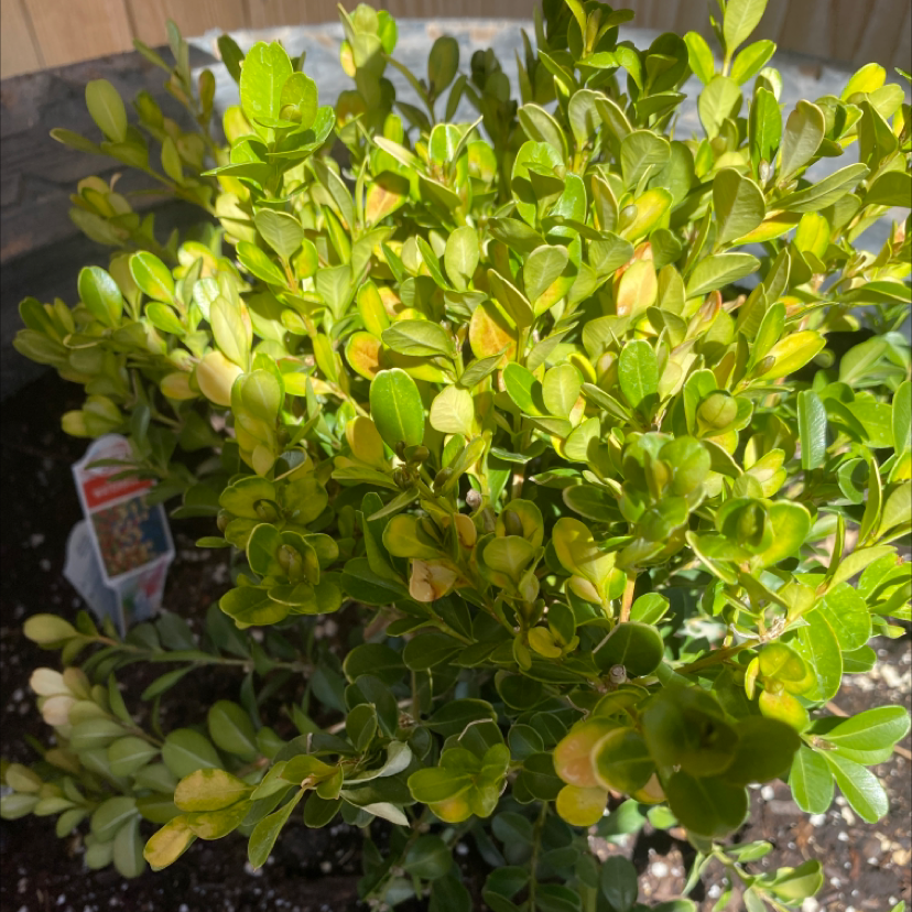 Photo of the plant species Buxus microphylla by @DurableFallugia named Rihanna on Greg, the plant care app