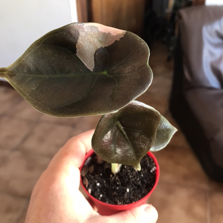 Alocasia ‘Red Secret’ plant in a red pot with some leaf discoloration, held by a hand.