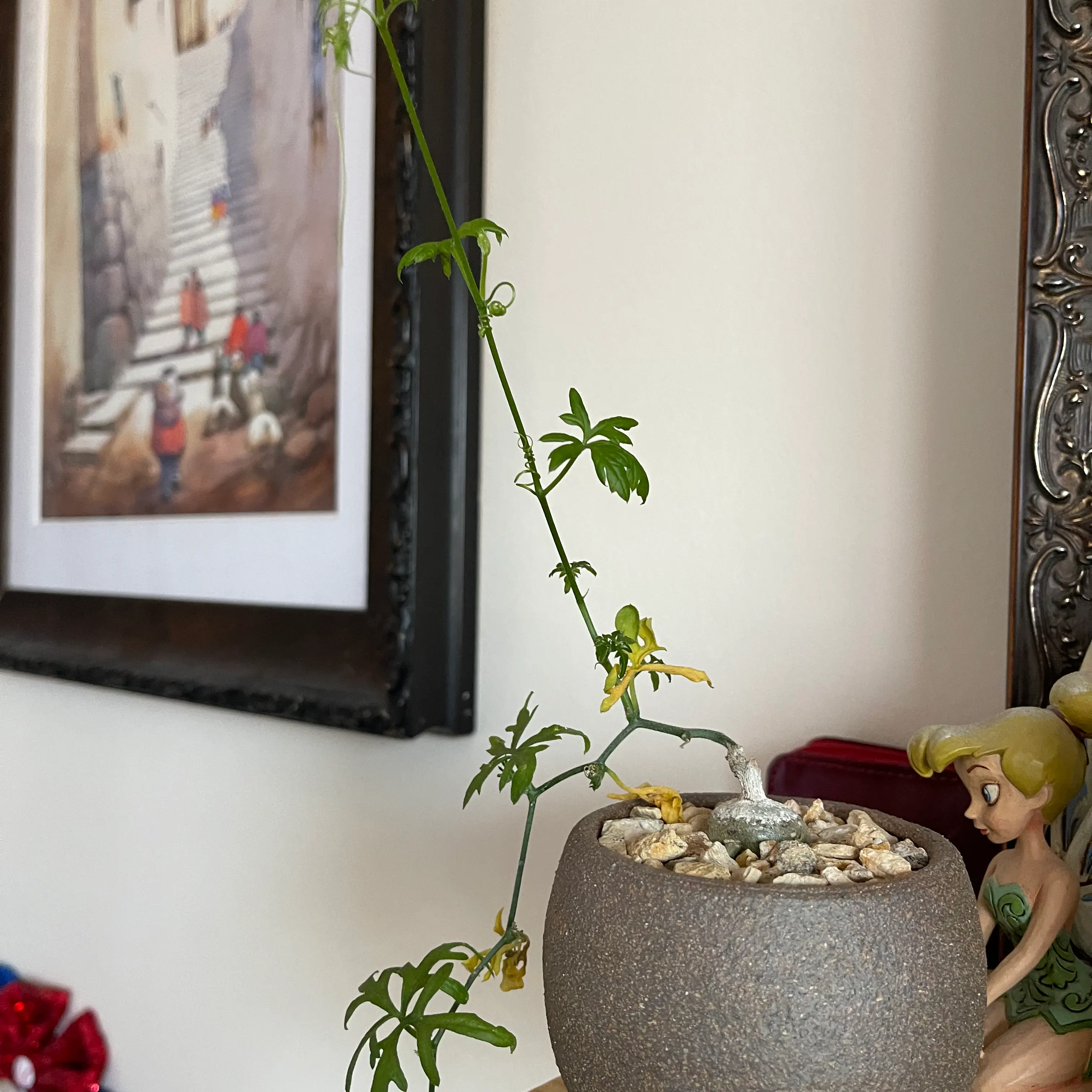 Photo of the plant species Lindheimer's Globeberry by @BabyMira named Your plant on Greg, the plant care app