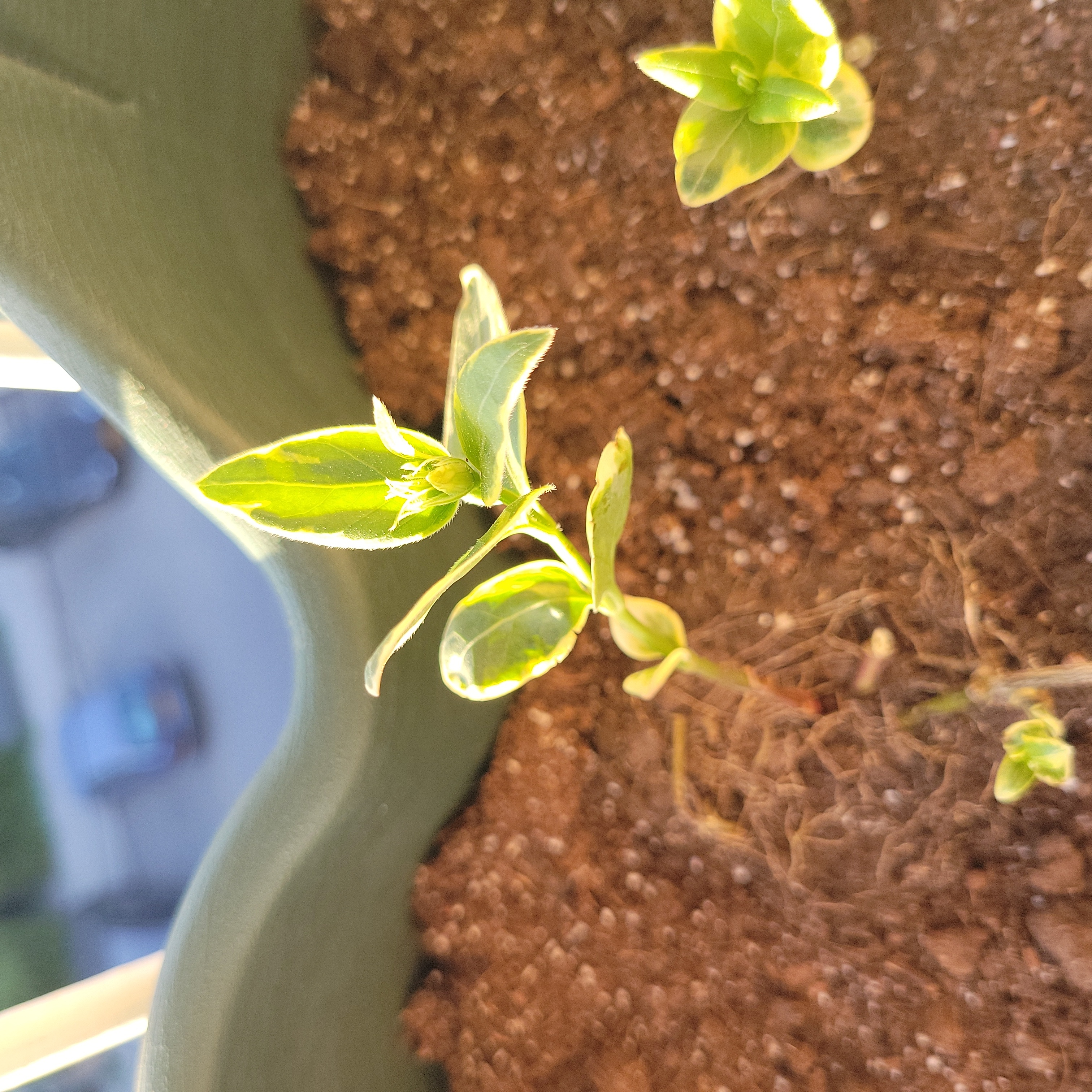 Young Lesser Periwinkle plant in a pot with visible soil, healthy green leaves.