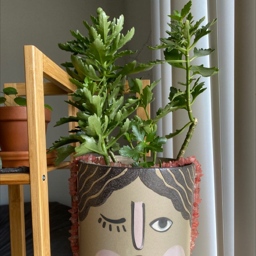 Florist Kalanchoe plant photo by @phanie named Gladys on Greg, the plant care app.