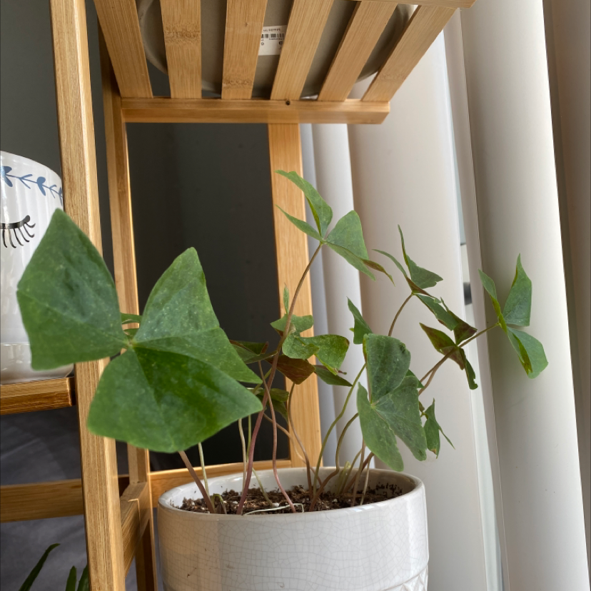 Purple Shamrocks plant photo by @phanie named Eilidh on Greg, the plant care app.