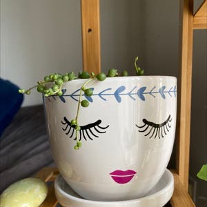 String of Pearls plant photo by @phanie named Velma Louise on Greg, the plant care app.