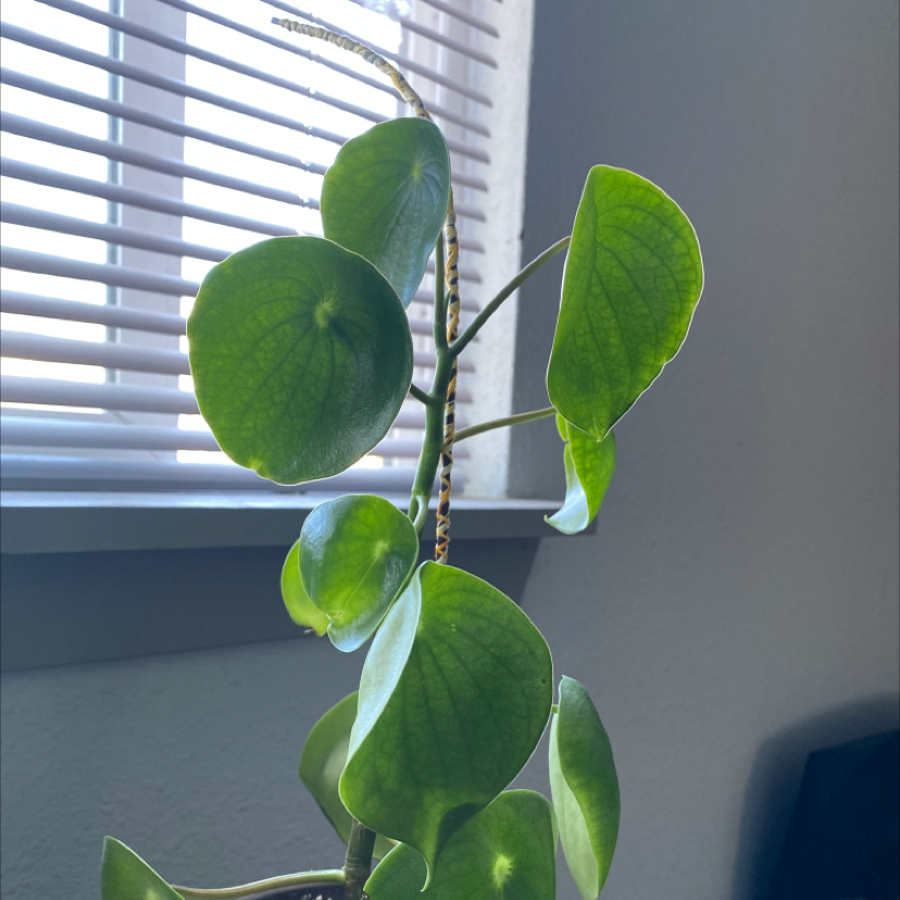 Raindrop Peperomia plant with healthy green leaves near a window.