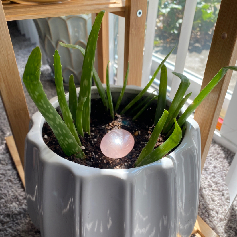 Aloe vera plant photo by @phanie named Dolly Parton on Greg, the plant care app.