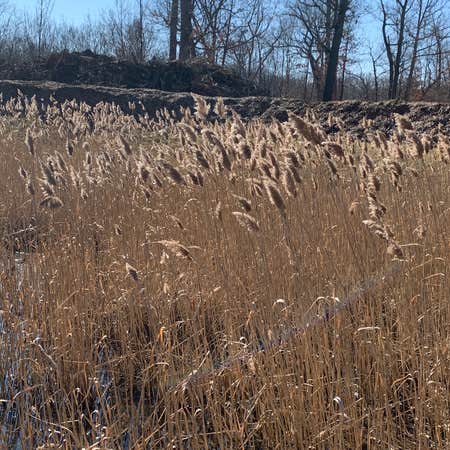 Photo of the plant species Common Reed by Elias named Harmony on Greg, the plant care app