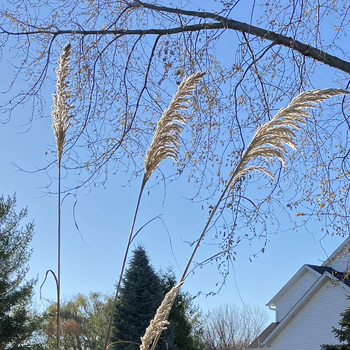 Photo of the plant species Common Reed by Elias named Gaga on Greg, the plant care app