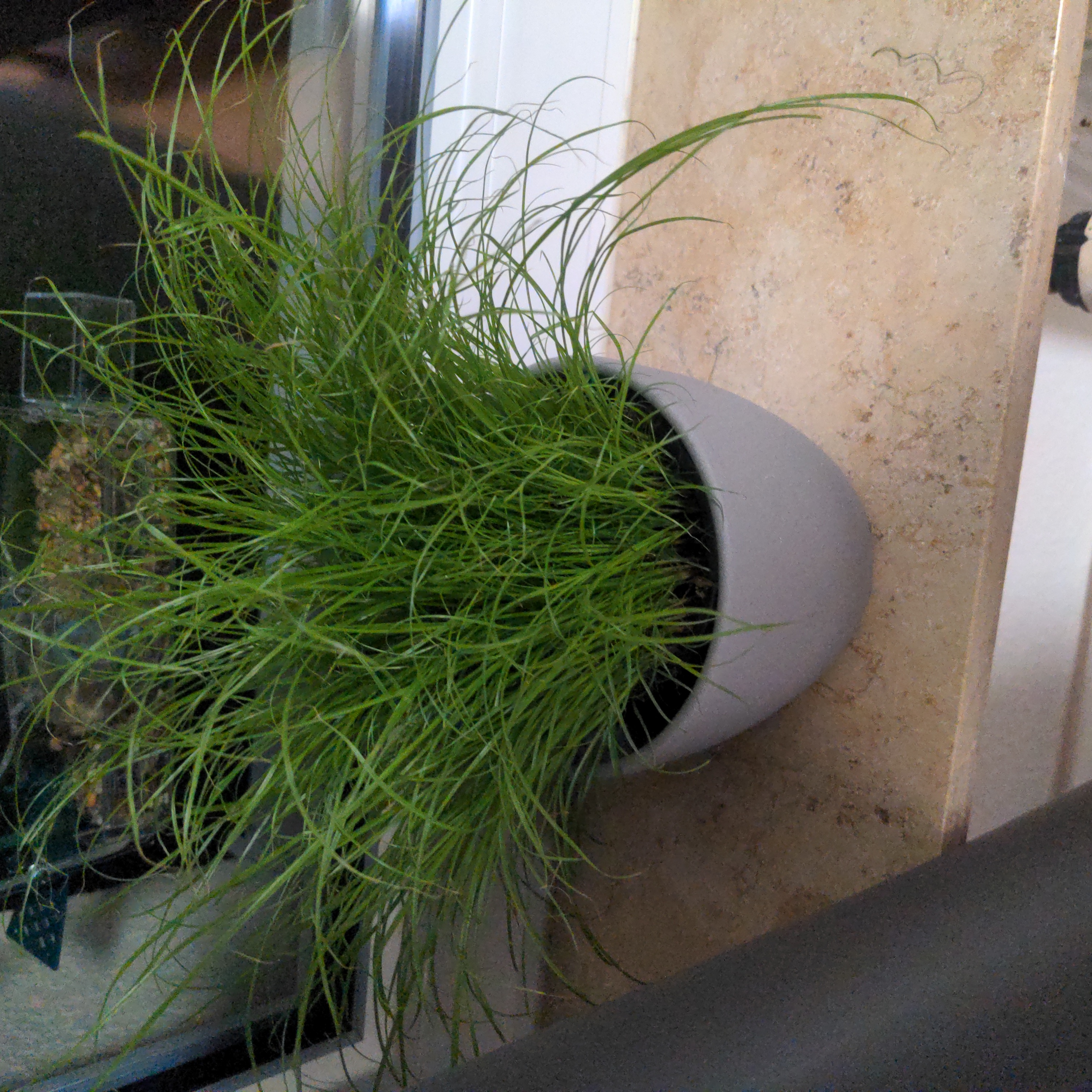 Healthy cat grass plant in a white pot on a ledge.