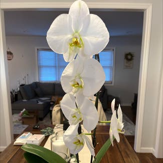 Phalaenopsis Orchid plant in Northport, New York