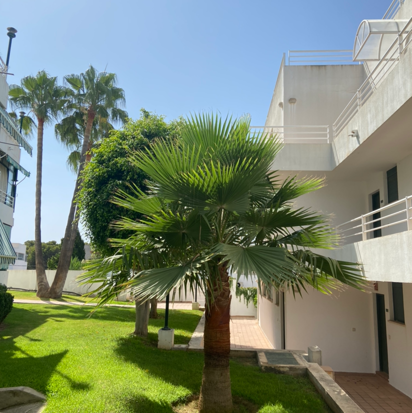 Mexican Fan Palm in an outdoor setting with buildings and greenery.
