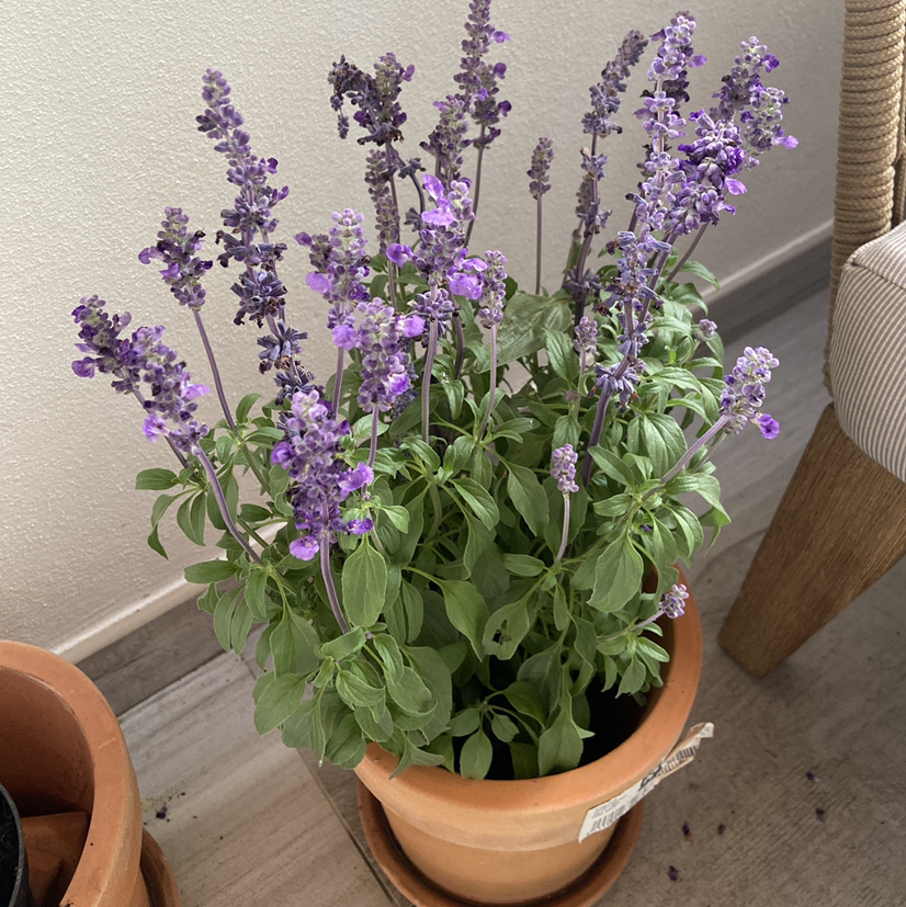 Photo of the plant species Mealycup Sage by Martin named Your plant on Greg, the plant care app