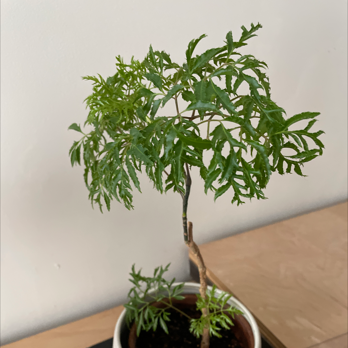 Photo of the plant species Ming Aralia by @SaintlyPepino named Elle on Greg, the plant care app