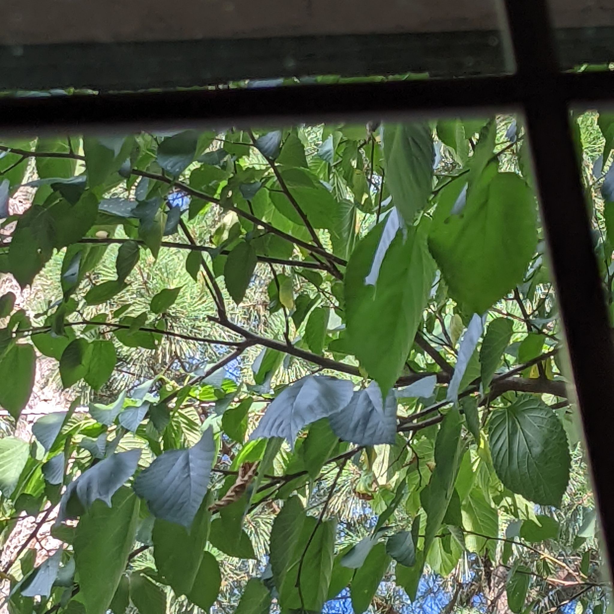 Image of a healthy White Mulberry plant with vibrant green leaves.