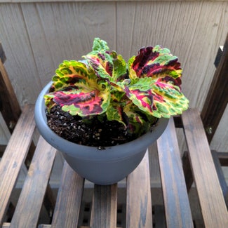 Coleus plant in Soddy-Daisy, Tennessee
