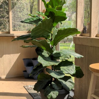 Fiddle Leaf Fig plant in Soddy-Daisy, Tennessee