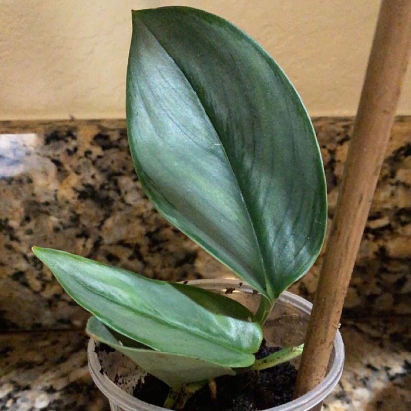 Scindapsus treubii 'Moonlight' plant with healthy green leaves, potted in soil with a wooden stake.