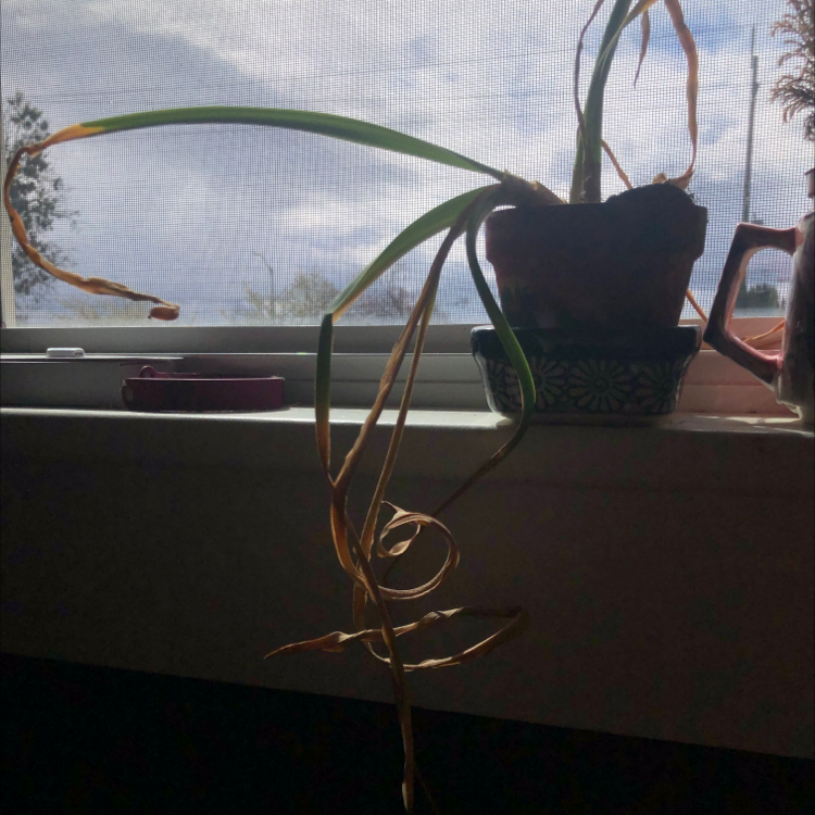 Paper White Narcissus plant on a windowsill with browning and curling leaves.