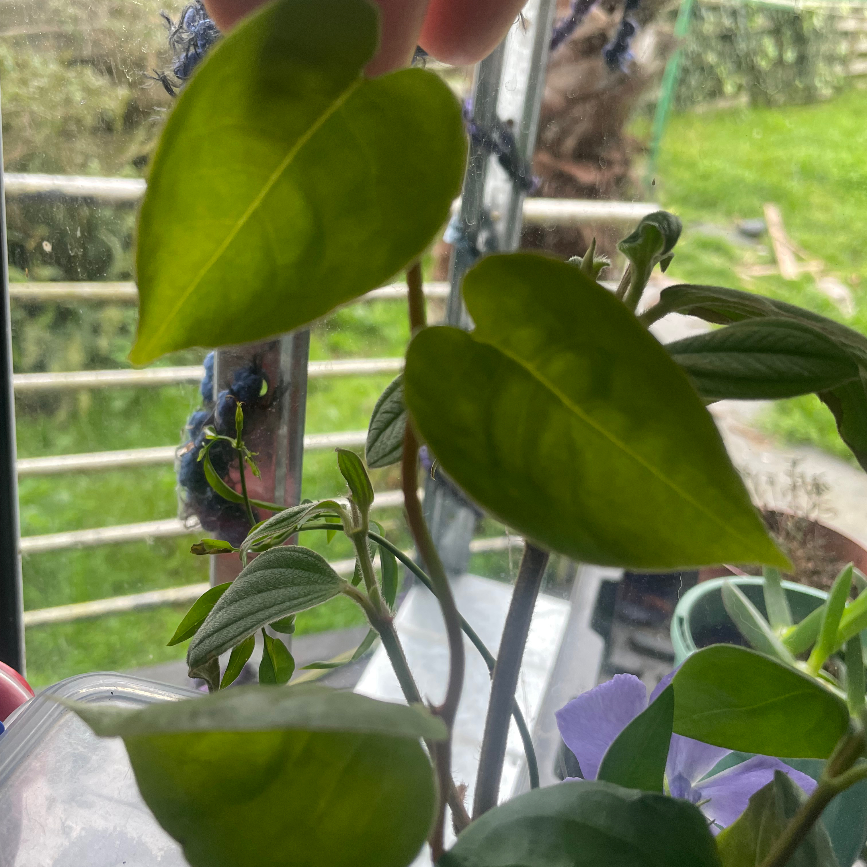 Madeira Vine plant with green, heart-shaped leaves near a window. A hand is holding one leaf.