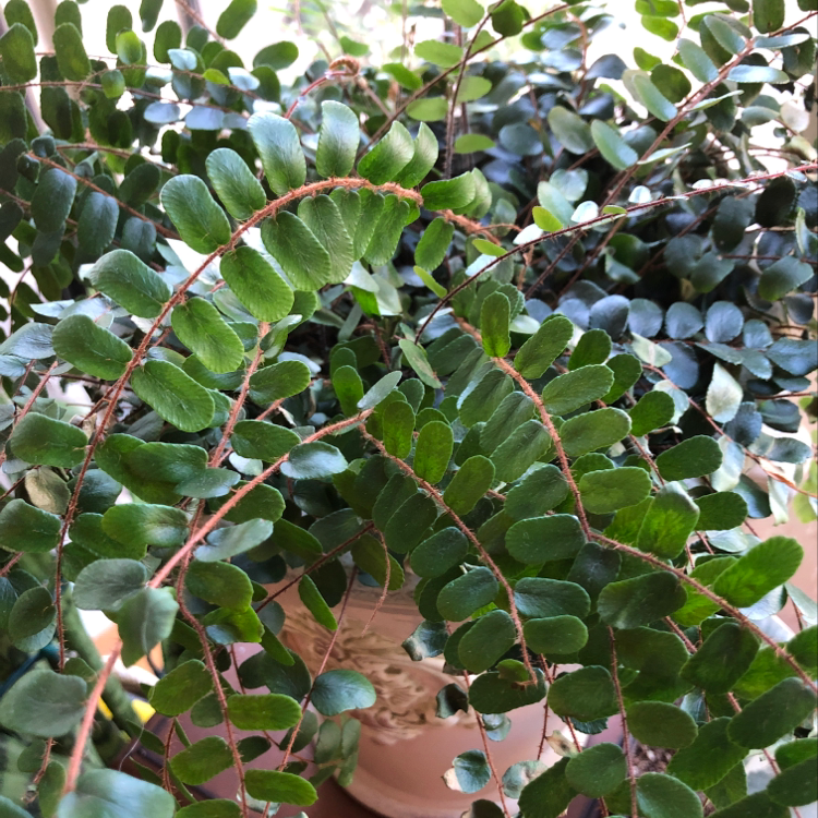 Pellaea rotundifolia plant with healthy green leaves in a pot.