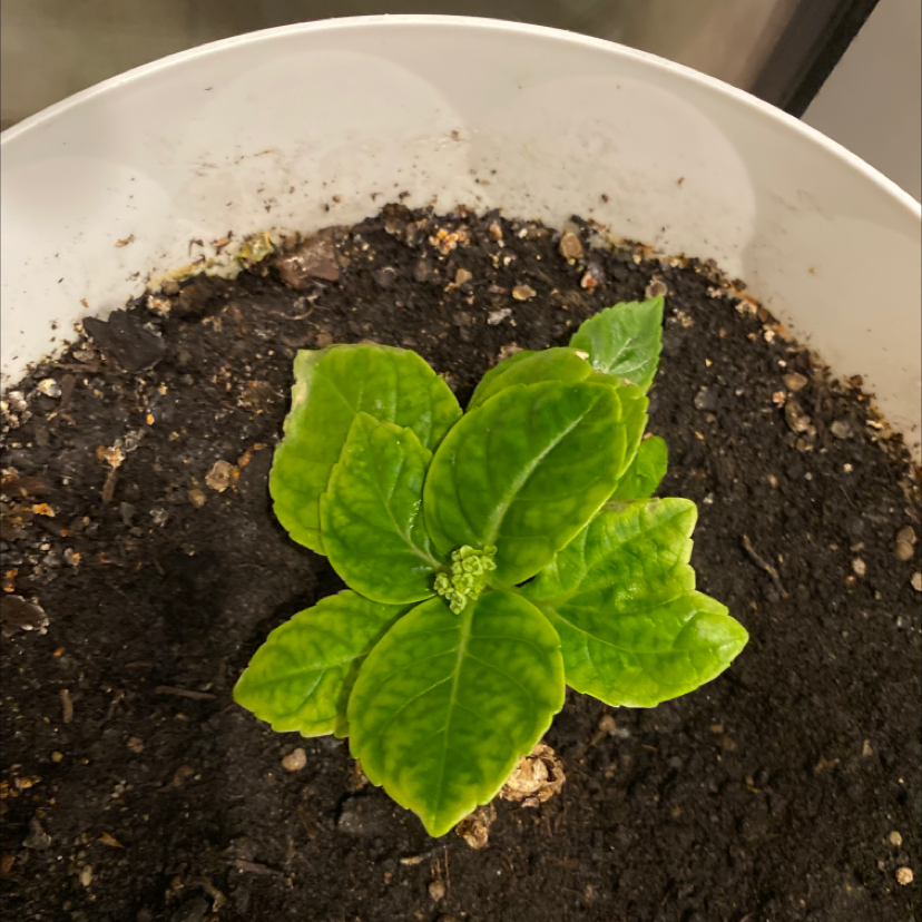 Young French Hydrangea plant in a white pot with dark soil, showing some yellowing leaves.
