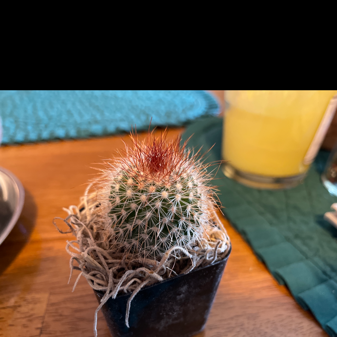 A healthy Common Fishhook Cactus in a black pot with dried plant material around its base.