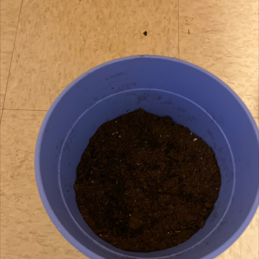 Photo of the plant species Crackerjack Mix Marigold by @BigJavafern named Sasha on Greg, the plant care app