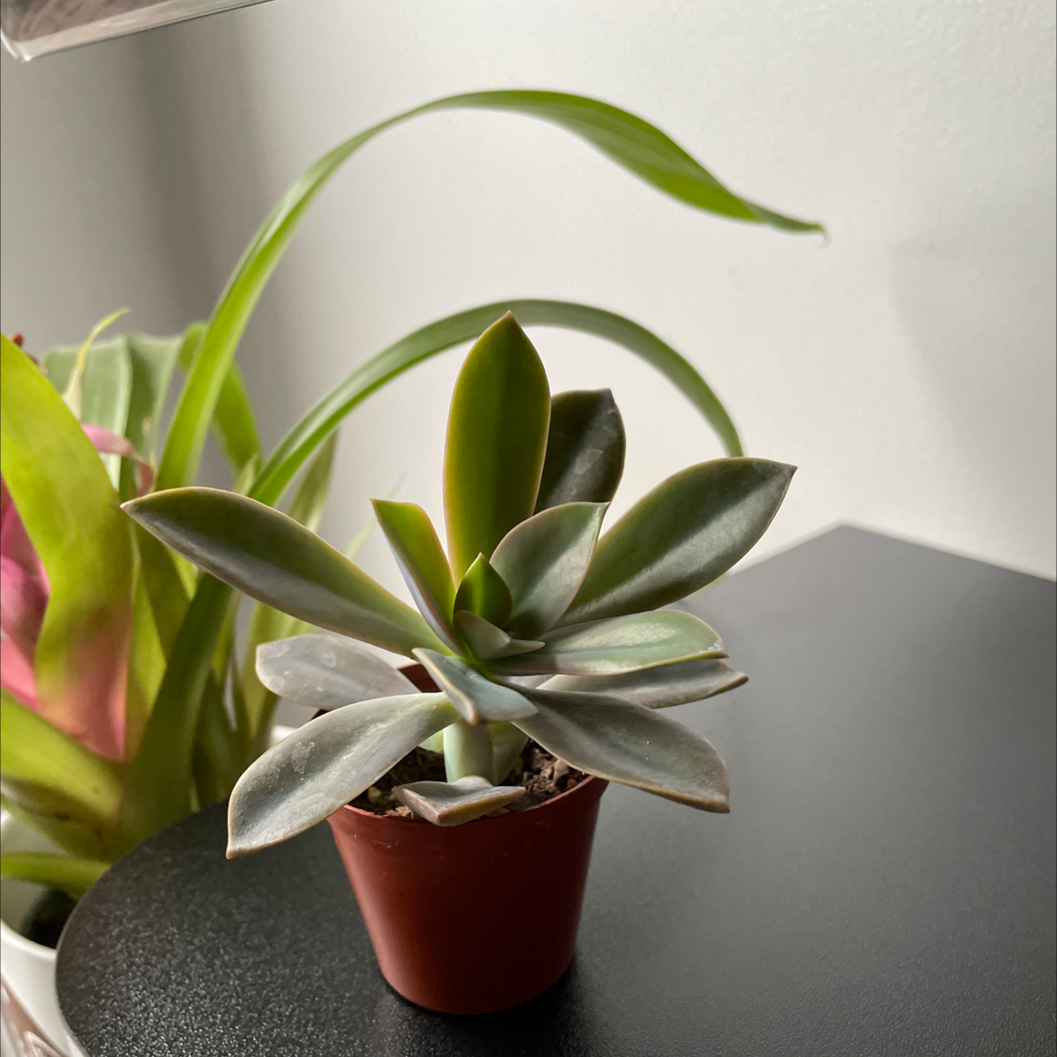 Graptoveria 'Fred Ives' succulent in a small pot, healthy leaves, no visible issues.