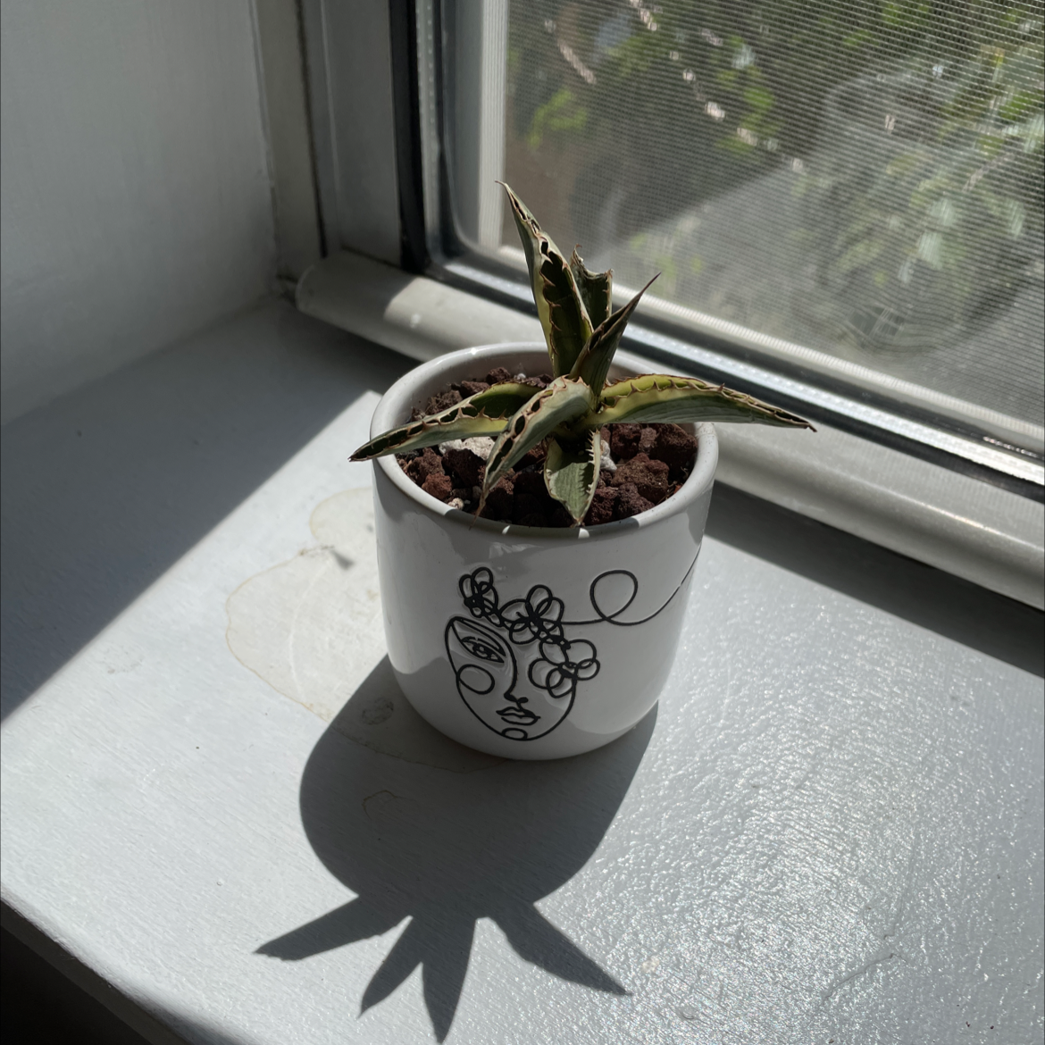 Broad-Leaved Aloe plant in a pot on a windowsill with some leaf discoloration.
