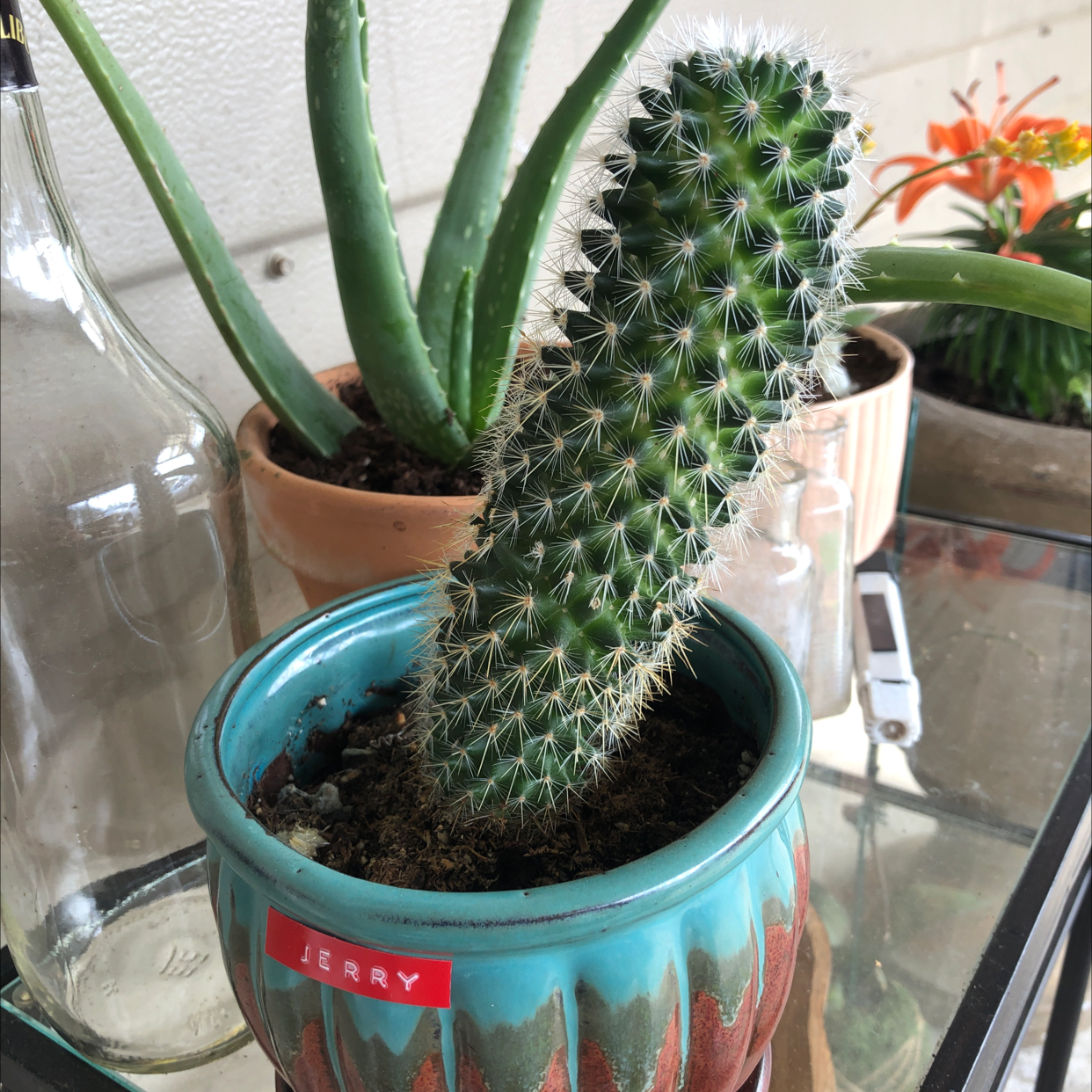 Golden Torch plant photo by @Mynameisjayihaveplants named Jerry on Greg, the plant care app.