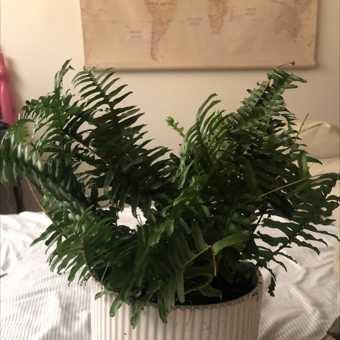 Boston Fern plant photo by @Mpalm named Gomez on Greg, the plant care app.