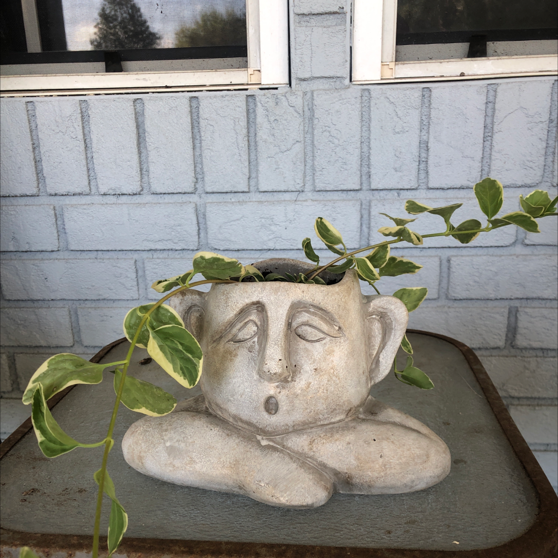 Concrete face sculpture draped with healthy trailing vines of Greater Periwinkle plant, against gray brick wall.