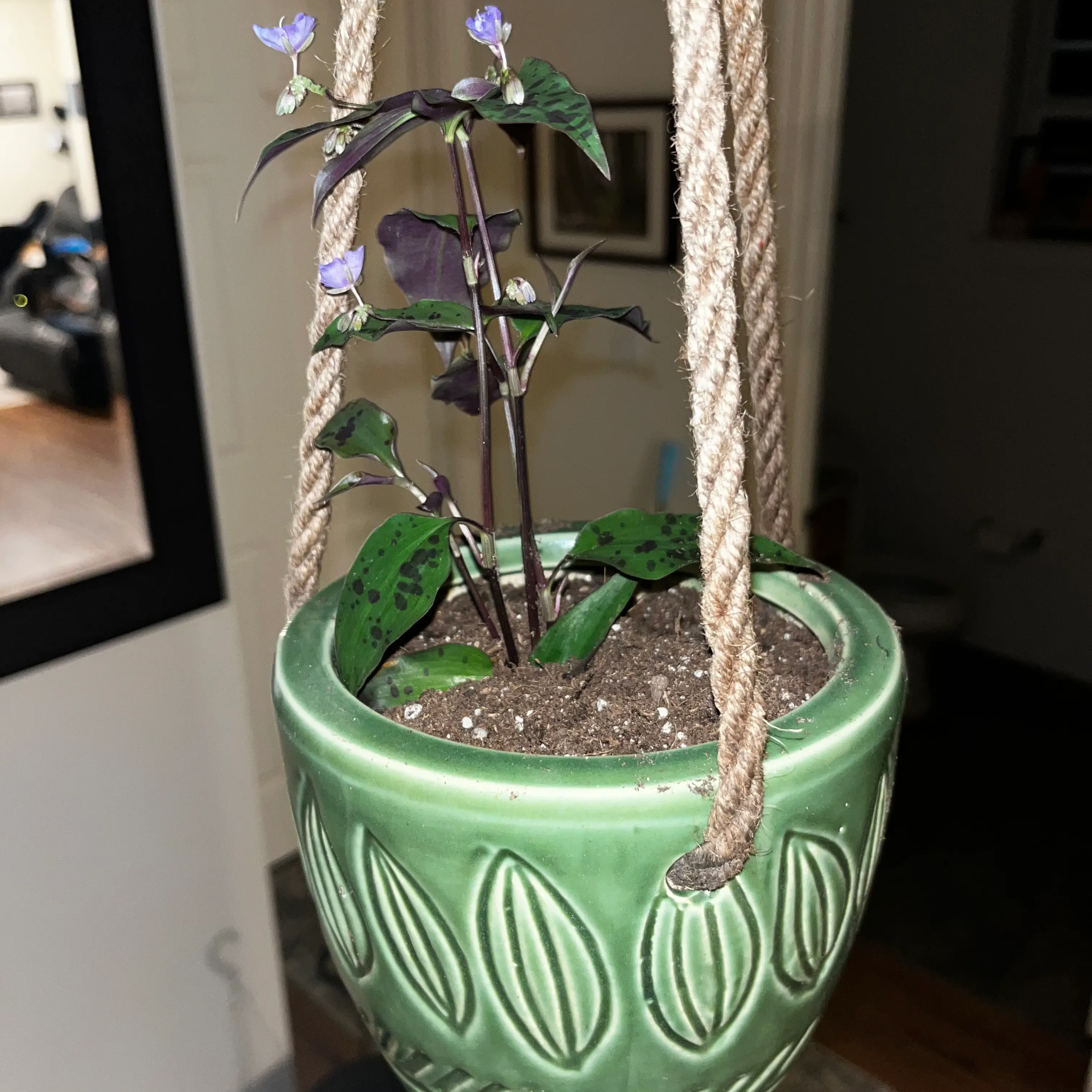 Photo of the plant species Mexican wandering Jew by @NeighborlyGrass named (Stairs) Jules on Greg, the plant care app